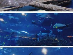 -北京海洋馆