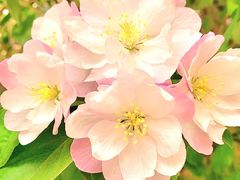-海棠花溪(元大都城垣遗址公园)