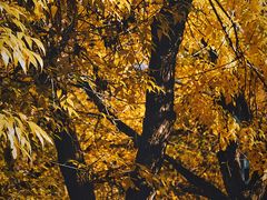 -三里屯东五街银杏大道