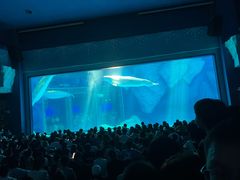 -上海海昌海洋公园-冰山北极馆