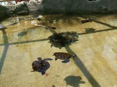 -斐济双桅帆船外岛一日游 浮潜 海钓 Tinhao号