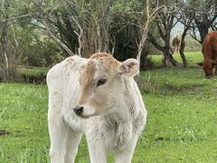 -新疆那拉提国家旅游度假区