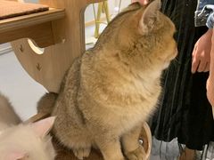 -飞行喵MR PILOT|猫舍·猫咖(静安大融城店)