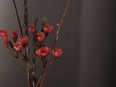 -觀芷隐轩