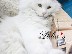 猫-Sirena海妖日咖夜酒