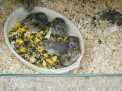 天宝爱宠里的三线紫仓-山东柏宁水族批发广场