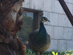 -老淳安—伴山伴湖(千岛湖开元度假村店)