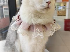 -怪兽屋·羊驼·猫咖·狗咖(俊华广场店)
