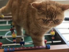 -飞行喵MR PILOT|猫舍·猫咖(静安大融城店)