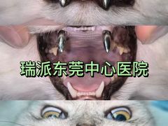 -东莞宠友24H宠物中心医院·转诊夜诊·异宠(新河北路院)