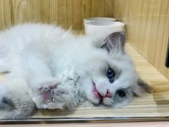 -屋虎猫馆(宝安大仟里店)