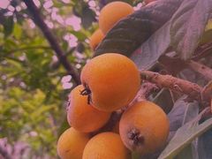 -玫瑰庄园·自助烧烤·烤全羊·团建拓展(龙泉山店)