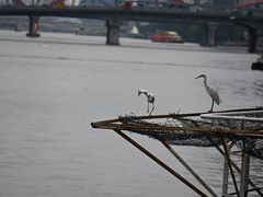 -珠江夜游天字码头