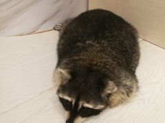 -浣熊柯尔鸭土拨鼠·电玩咖