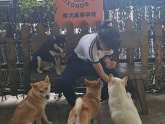 -柴犬高等学院·狗咖·柴犬售卖·宠物训练