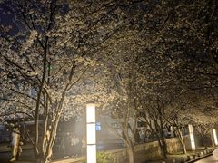 -武汉大学-樱园