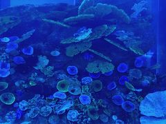 -迪拜水族馆及水下动物园