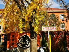 -三里屯东五街银杏大道