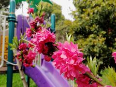 -南汇桃花村