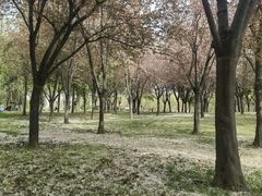 -洨河生态公园