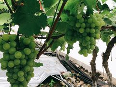 -金谷域澳洲庄园