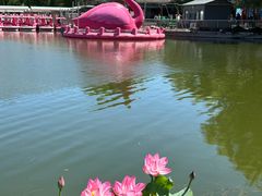 -莲花池公园