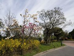 -吴淞炮台湾湿地森林公园烧烤区