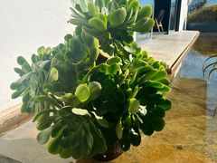 -翠田Green Field Kitchen