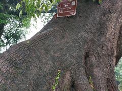 -石台牯牛降景区