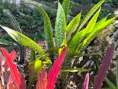 -中国科学院西双版纳热带植物园