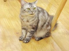 -猫小院猫主题餐厅(南锣旗舰店)