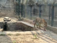 -石家庄市动物园