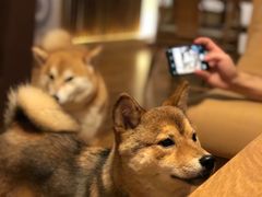 -柴务处·柴犬主题狗咖