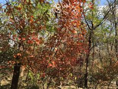 -阳台山自然风景区