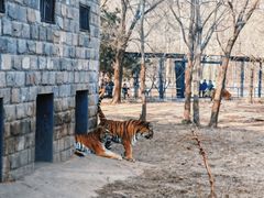 -北京野生动物园