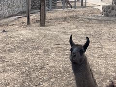 -石家庄市动物园