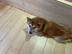 -喜柴咖啡·柴犬狗咖