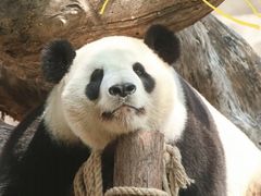 -灵玲国际马戏城