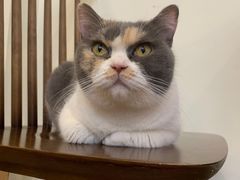 -有猫主题·治愈系猫咖(曾厝垵店)