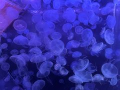 -海合安青岛极地海洋公园