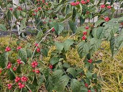 -老昌春饼(松北店)