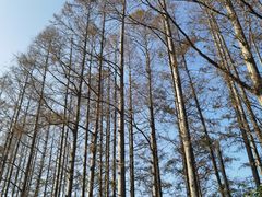 -上海长兴岛郊野公园