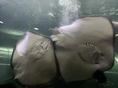 -洛阳龙门海洋馆