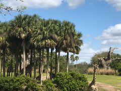 -奥兰多迪士尼动物王国乐园