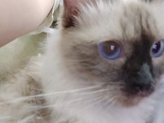 -藏猫猫咖啡主题馆(中央大道店)