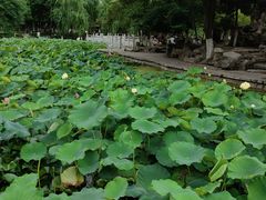 -莲湖公园