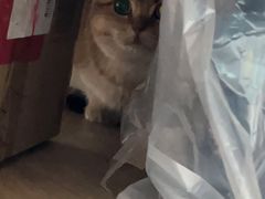 -猫大福·Fortune Cat猫舍(百子湾店)