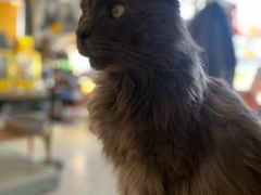 -平行世界·猫咖(首经贸店)