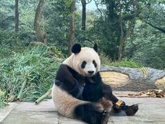 -中国大熊猫保护研究中心雅安碧峰峡基地