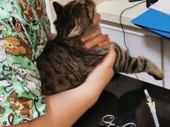 -派特宠物医院(圆融广场店)